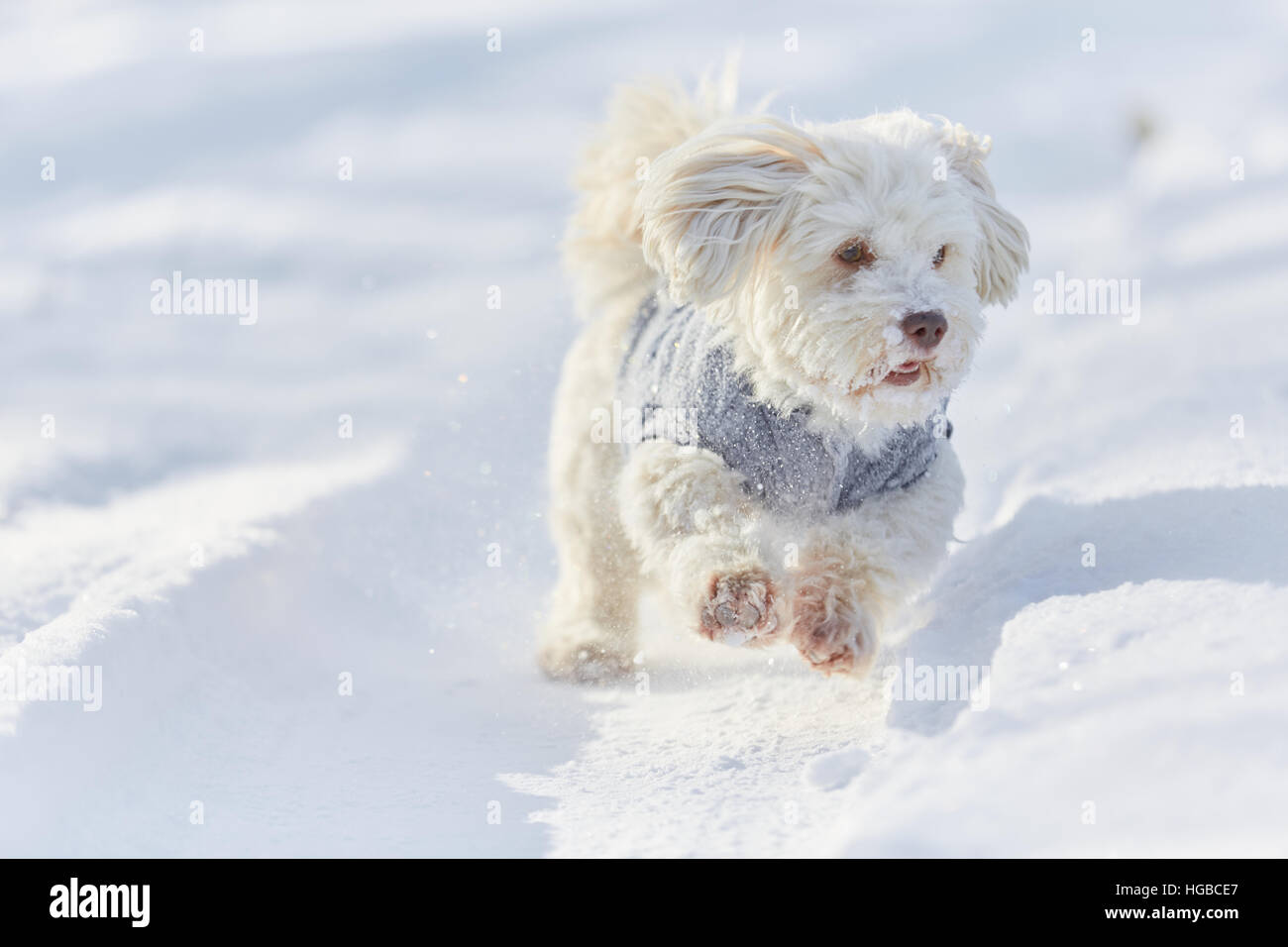 Bichon havanais blanc chien qui court dans la neige et jouer en hiver Banque D'Images