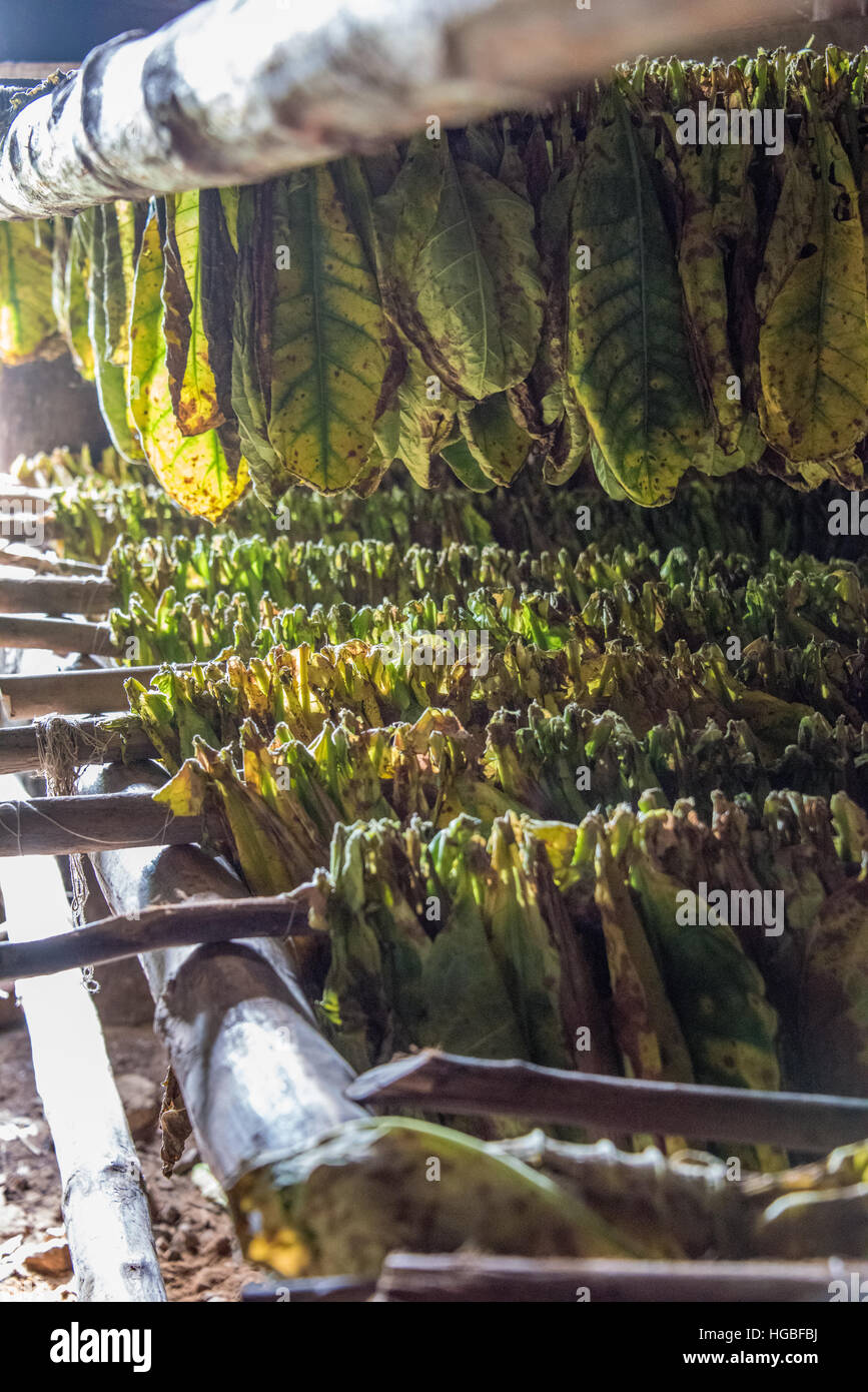 Le séchage des feuilles de tabac dans la région de Grange, Viñales, Cuba Banque D'Images