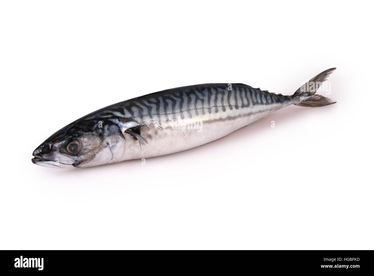 Le maquereau frais congelés isolé sur un fond blanc. Chemin de coupure à l'intérieur. Banque D'Images