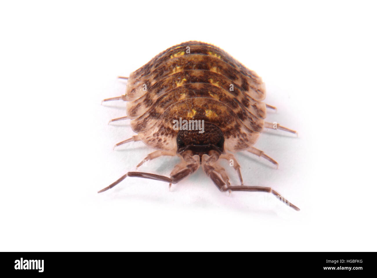 Vue rapprochée d'une politique d'argent Cloportes (Porcellio scaber) de l'avant isolé sur un fond blanc avec ombre douce Banque D'Images