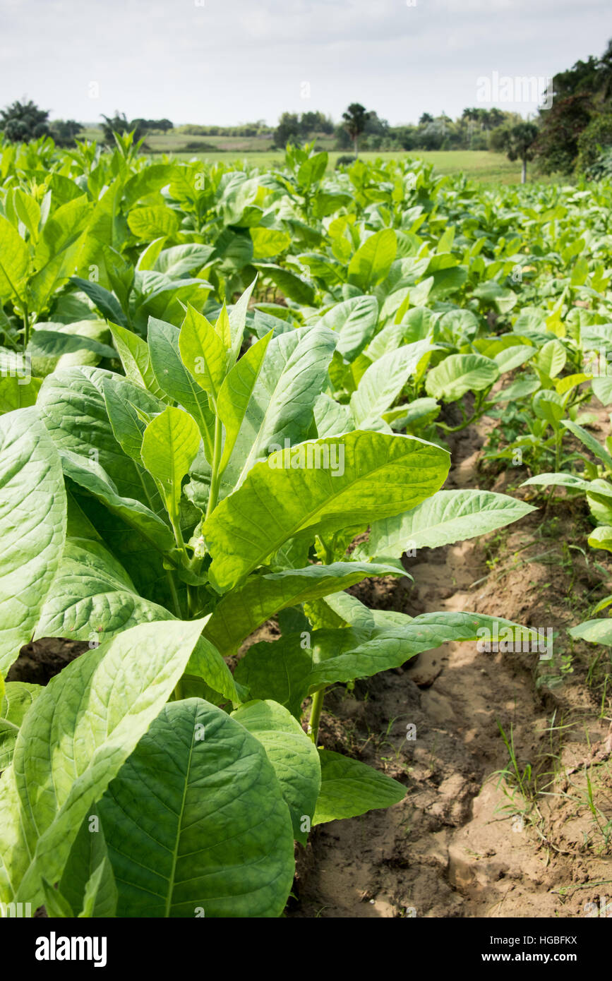 Les champs de tabac, Viñales, Cuba Banque D'Images