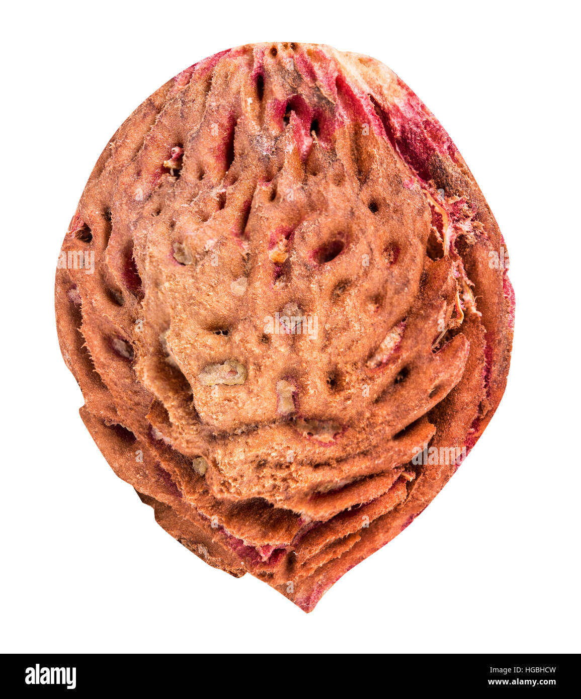 Peach Pit Isole Sur Fond Blanc Clipping Path Photo Stock Alamy Peach Pit Isole Sur Fond Blanc Clipping Path Photo Stock Alamy