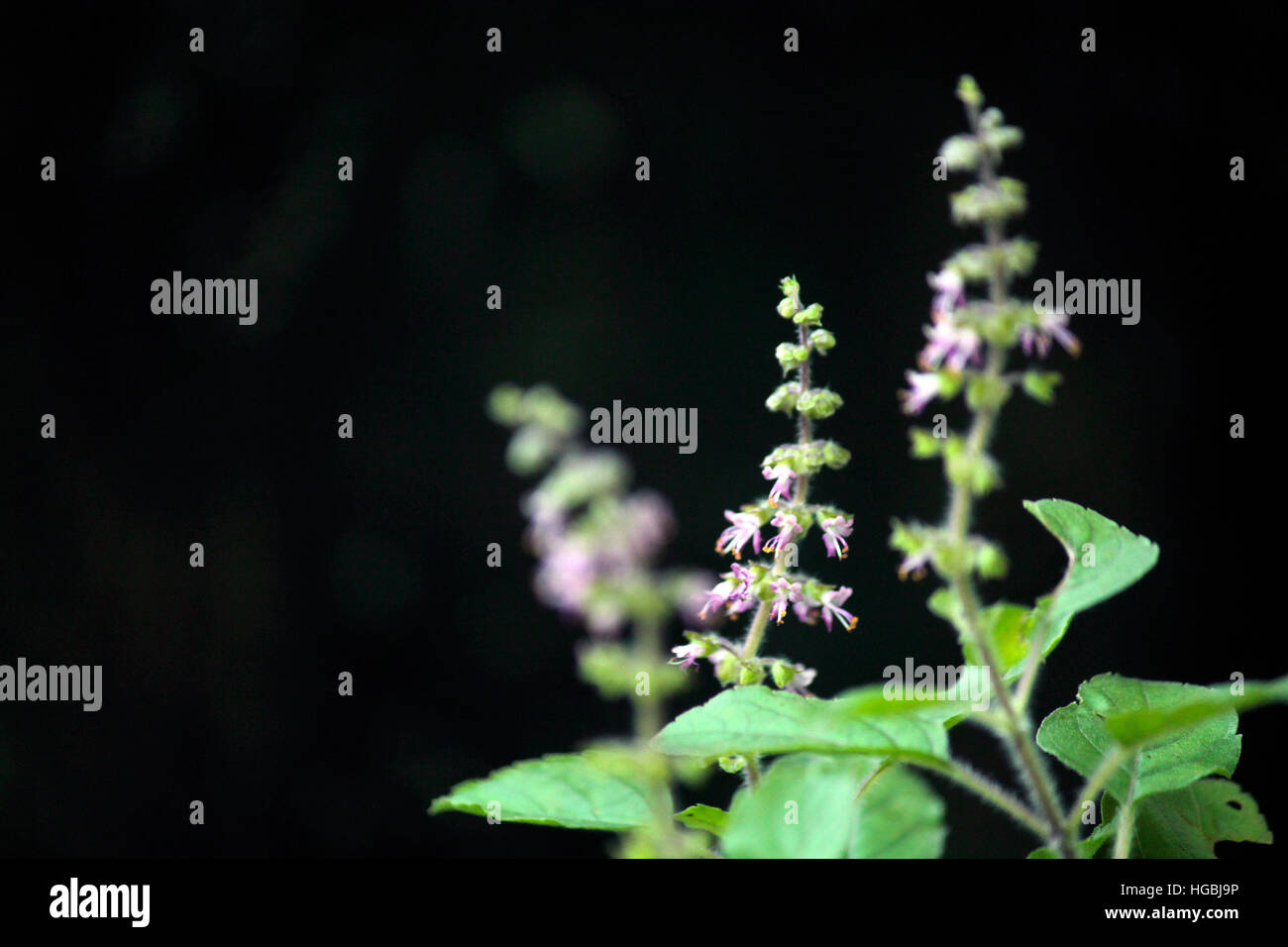 Plantes médicinales, médecine, traitement, Indien, Banque D'Images