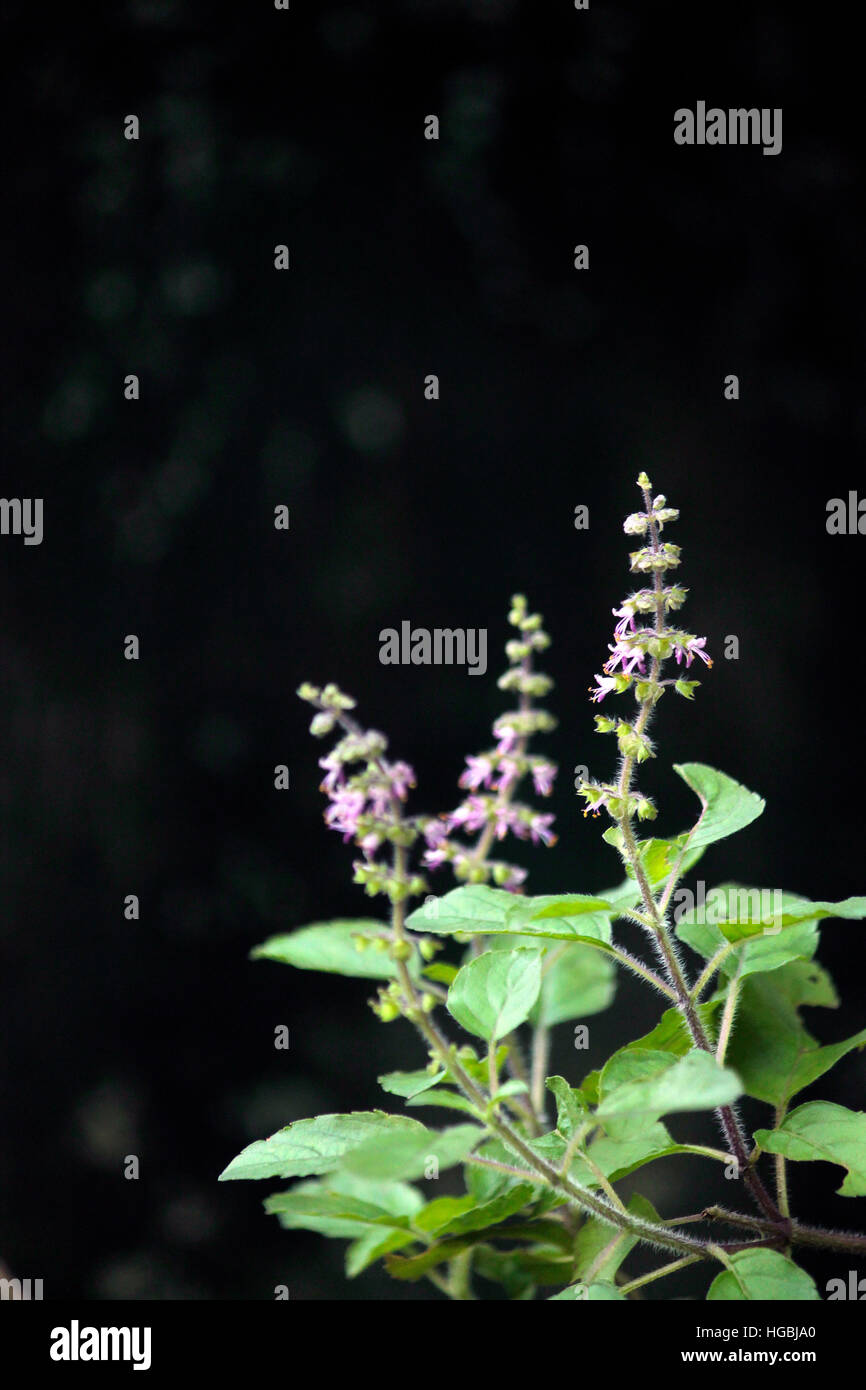 Plantes à base de plantes Banque D'Images