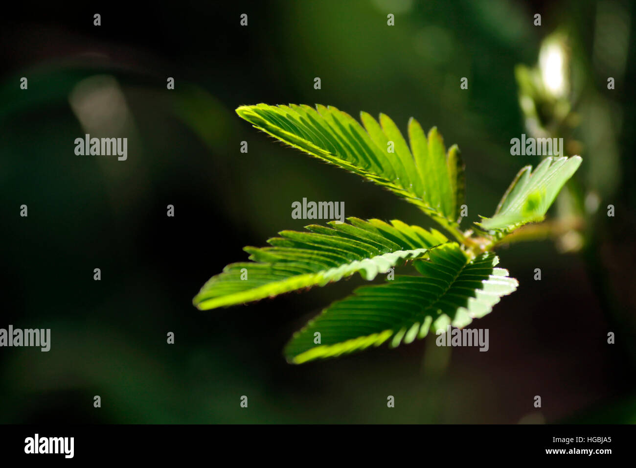 Ne me touche pas, plante. feuille, retirer, timide, Banque D'Images