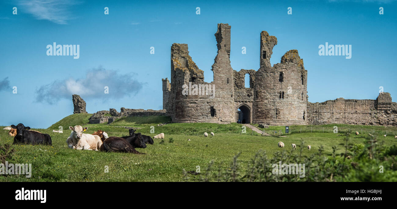 Château de Dunstanburgh, la côte de Northumberland, UK Banque D'Images