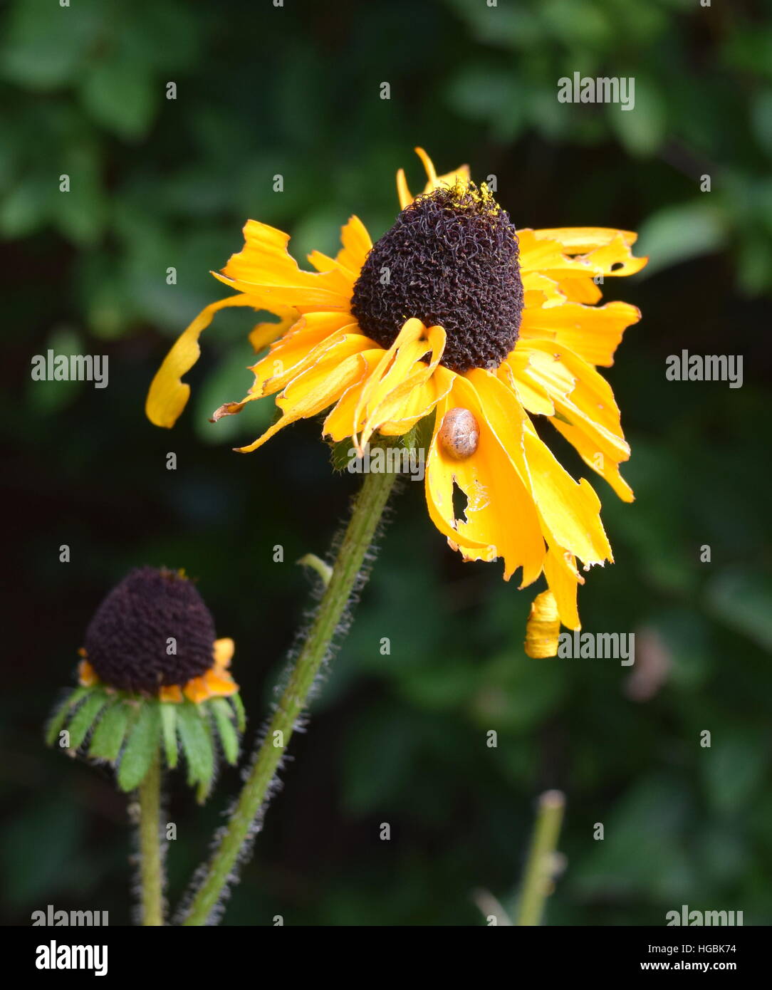 Cône jaune pétales mangées par snail représenté sur pétale, hors focus buissons verts en arrière-plan Banque D'Images
