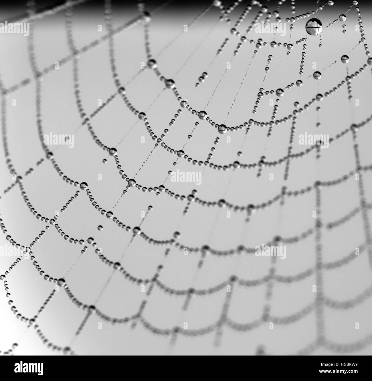 Les gouttelettes d'eau sur une toile d'araignée Banque D'Images