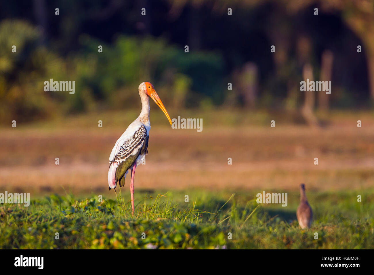 Cigogne peinte dans d'Arugam Bay Lagoon, Sri Lanka ; espèce Mycteria leucocephala famille des ciconiidae Banque D'Images