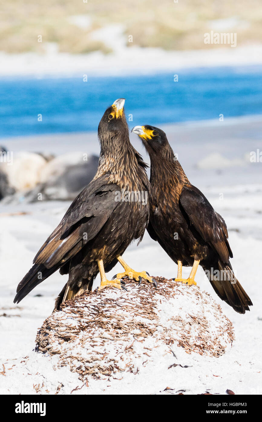 Caracara strié à proximité d'un enterré orca sur lequel ils se nourrissent Banque D'Images