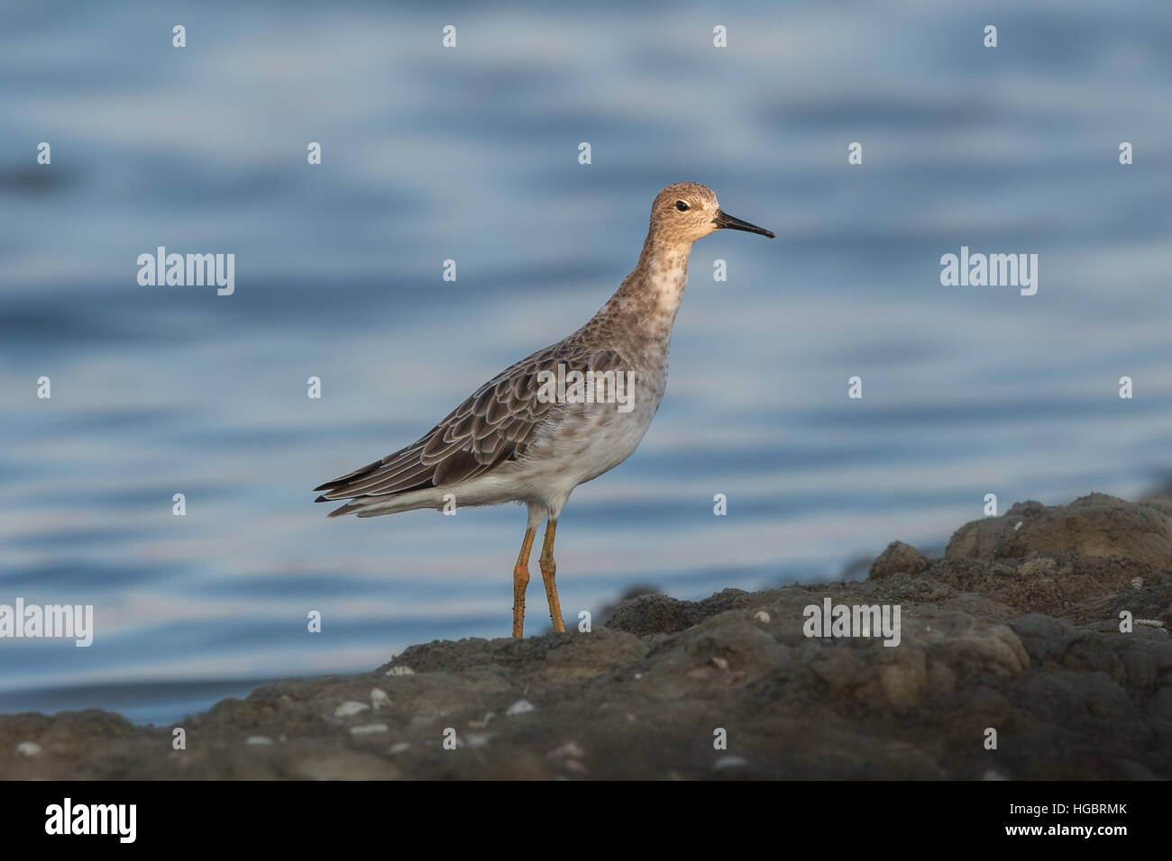 Le Combattant varié (Philomachus pugnax) est un échassier de taille moyenne qui est connu à l'hiver en Thaïlande. Banque D'Images