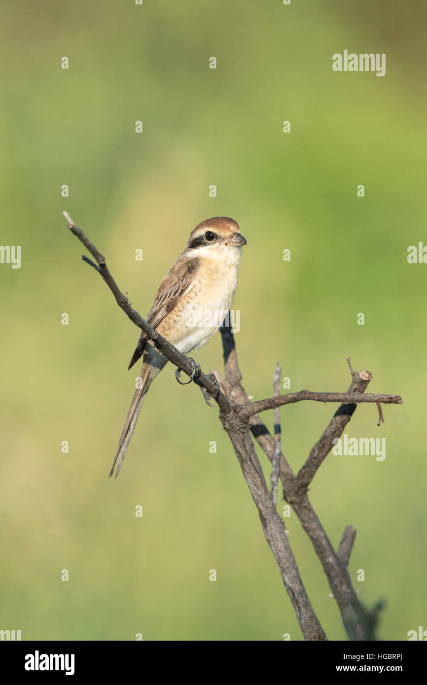 La pie-grièche brune (Lanius cristatus) est un oiseau de la famille c'est trouvé migratrice en Thaïlande. Banque D'Images