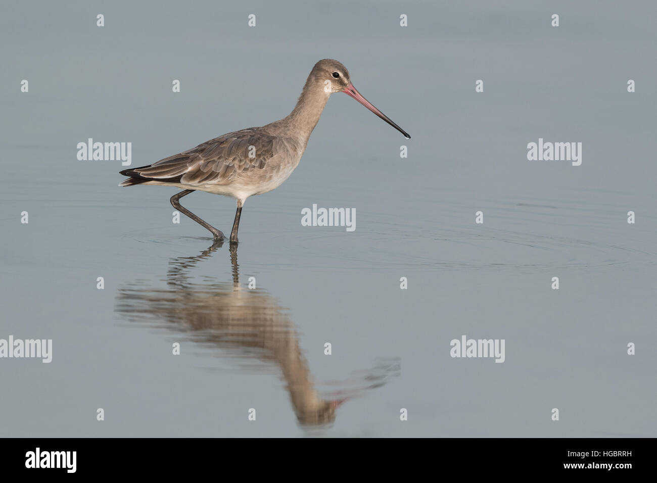 La barge à queue noire (Limosa limosa) est un grand, à longues pattes, long-billed shorebird décrit pour la première fois par Carl von Linné en 1758. Vu ici en hiver p Banque D'Images
