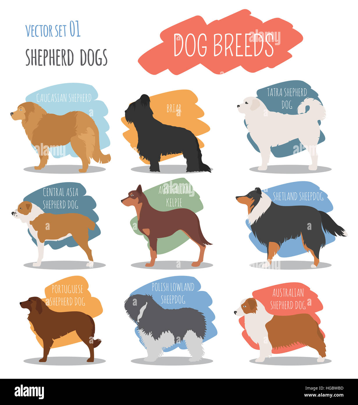 Les Races De Chiens Licône Du Chien De Berger Style Plat