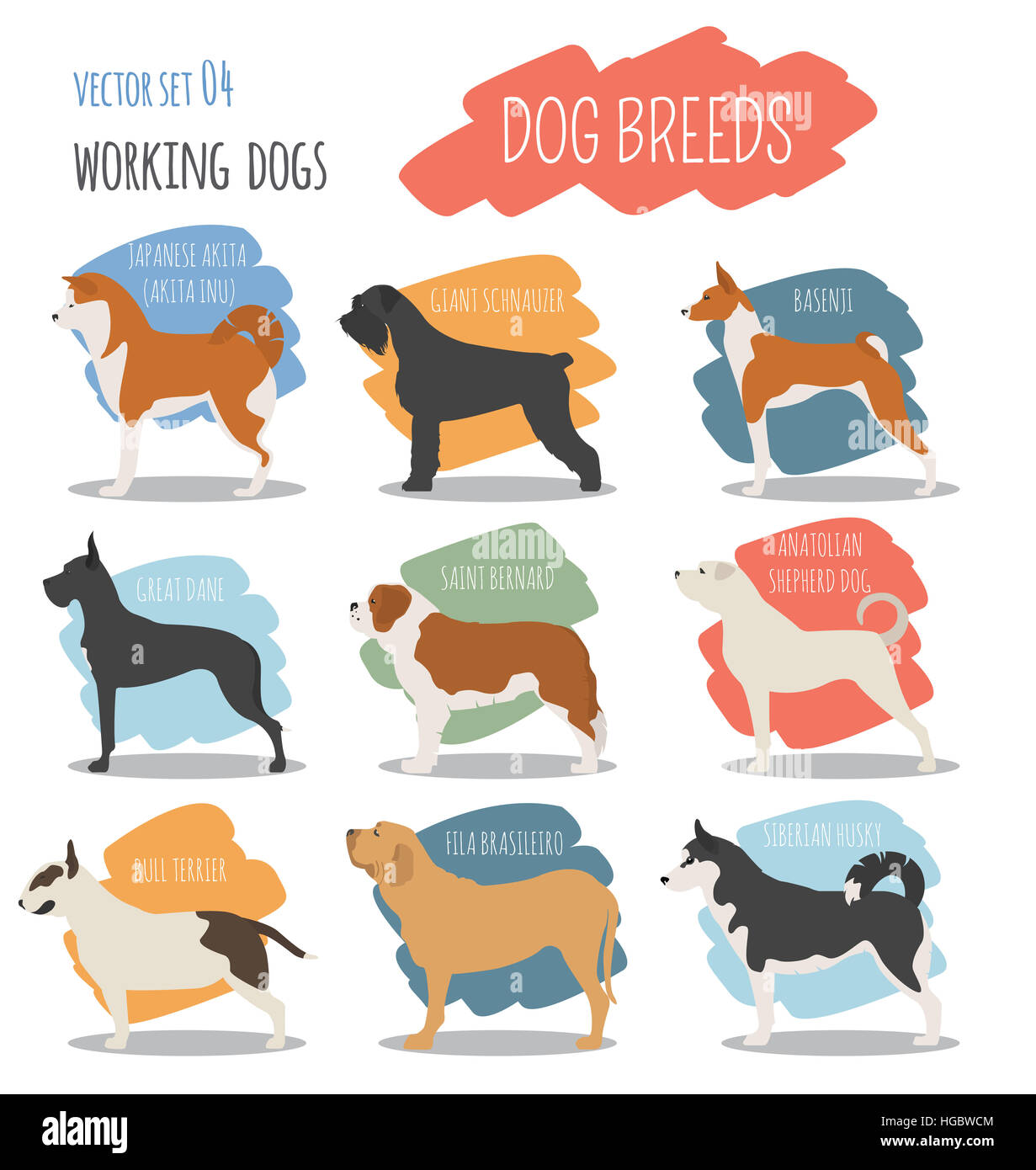 Les races de chiens. (Travail) regarder l'icône du chien. Style plat. Vector illustration Banque D'Images