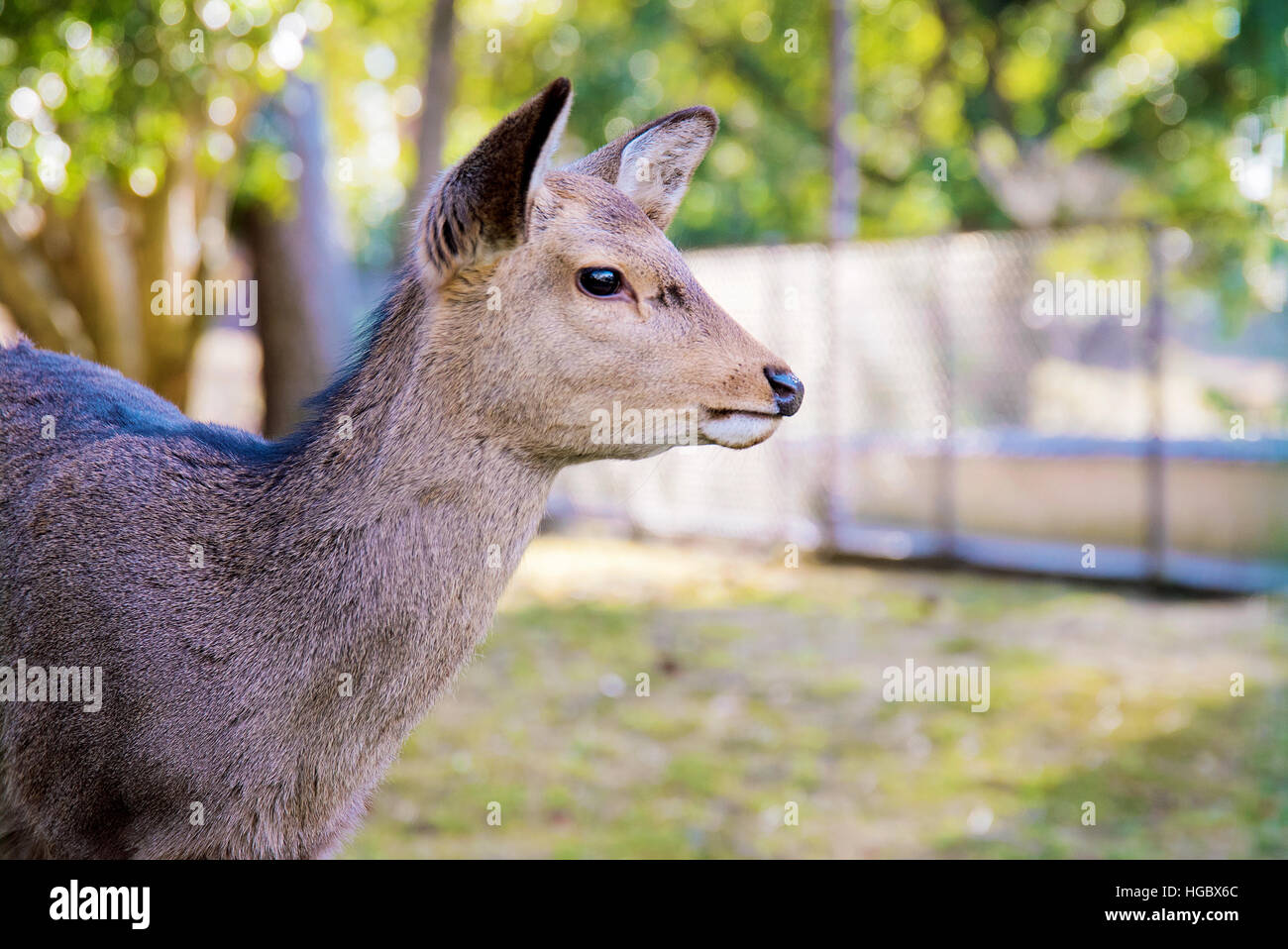 Portrait de côté les cerfs sauvages à Nara au Japon Banque D'Images