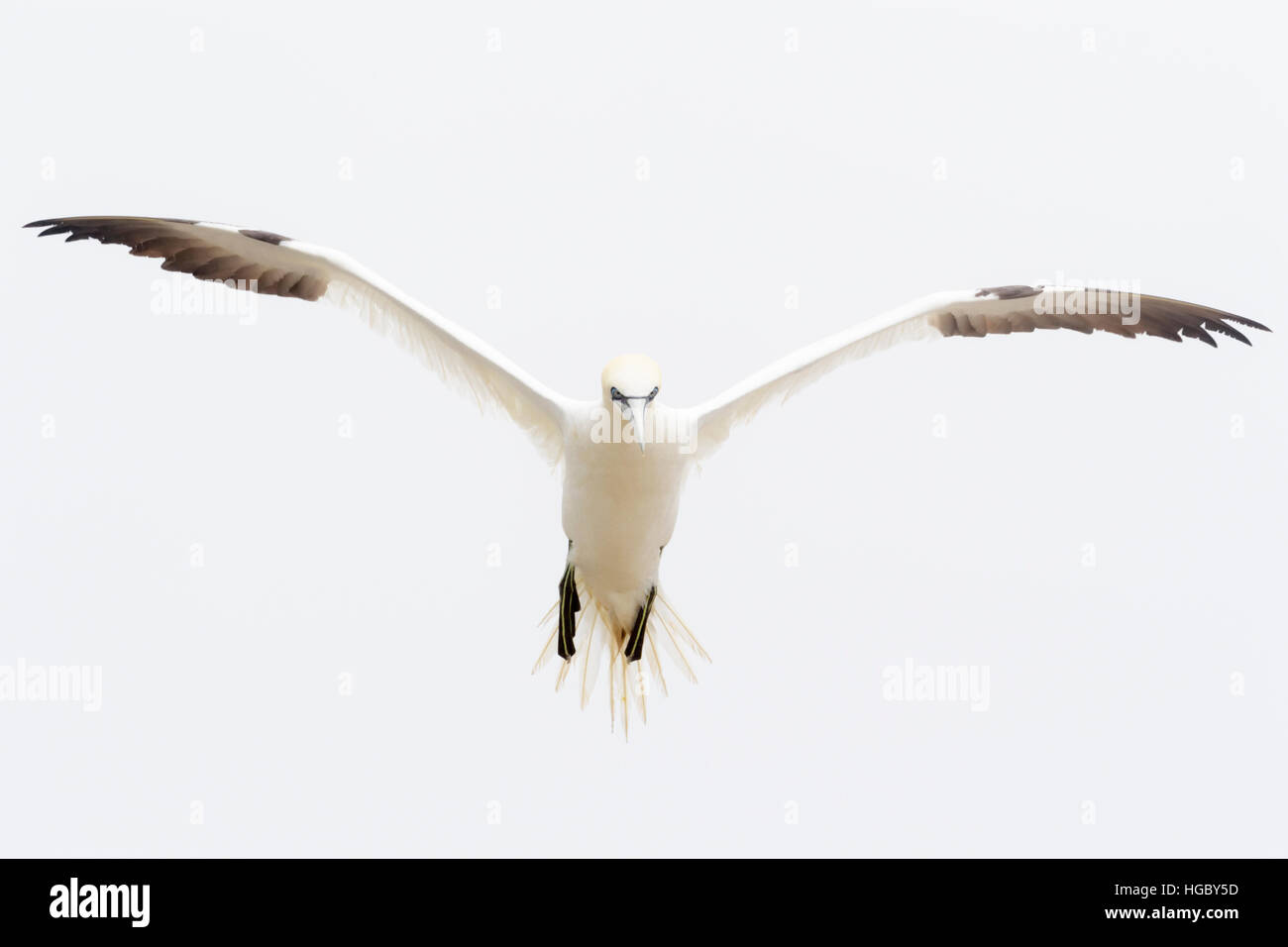 Fou de Bassan (Morus bassanus) voler contre ciel blanc, Great Saltee Îles Saltee,, en Irlande. Banque D'Images
