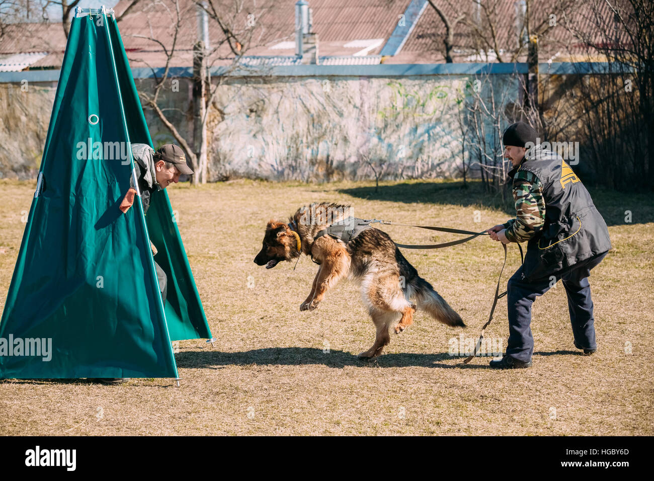 Gomel, Bélarus - Mars 27, 2016 : la formation de chien de berger allemand. Chien de mordre. Chien Loup d'Alsace. Deutscher, chien Banque D'Images