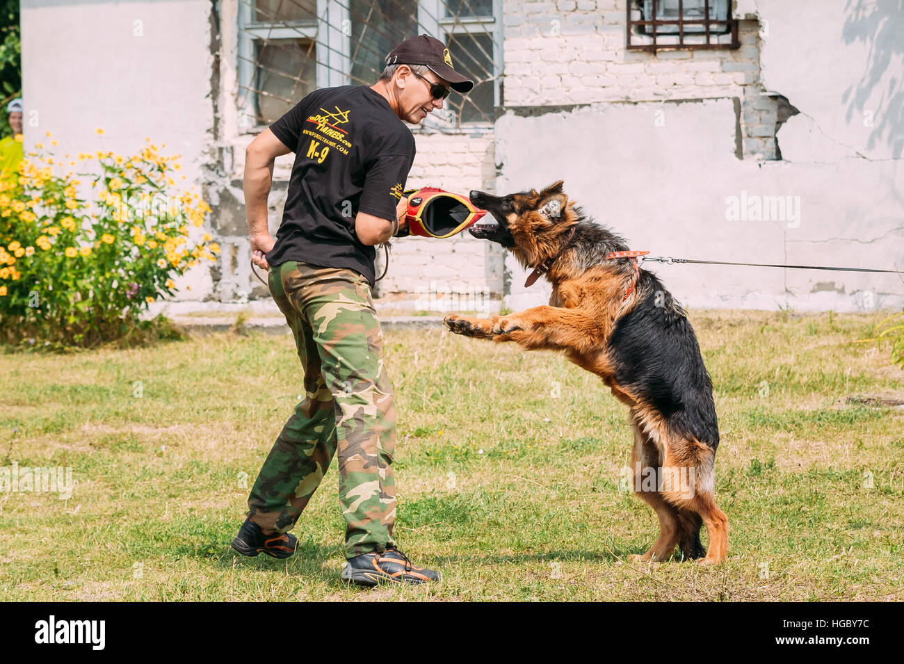 Gomel, Bélarus - 23 juillet 2016 : la formation de chien de berger allemand en club de sport régional de Gomel et décoratif chien-reproduction. Chien de mordre. Chien Loup d'Alsace. Banque D'Images