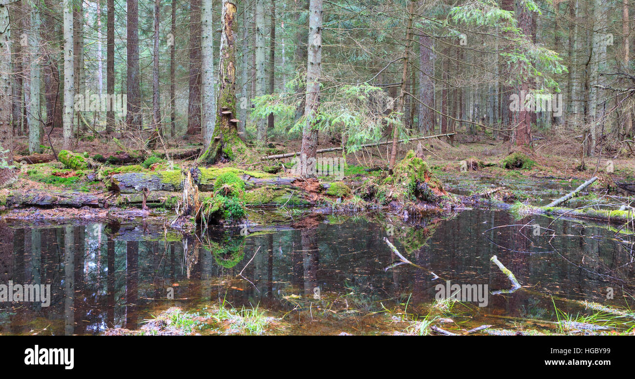 Peuplement résineux au printemps avec de l'eau en premier plan, la forêt de Bialowieza, Pologne, Europe Banque D'Images