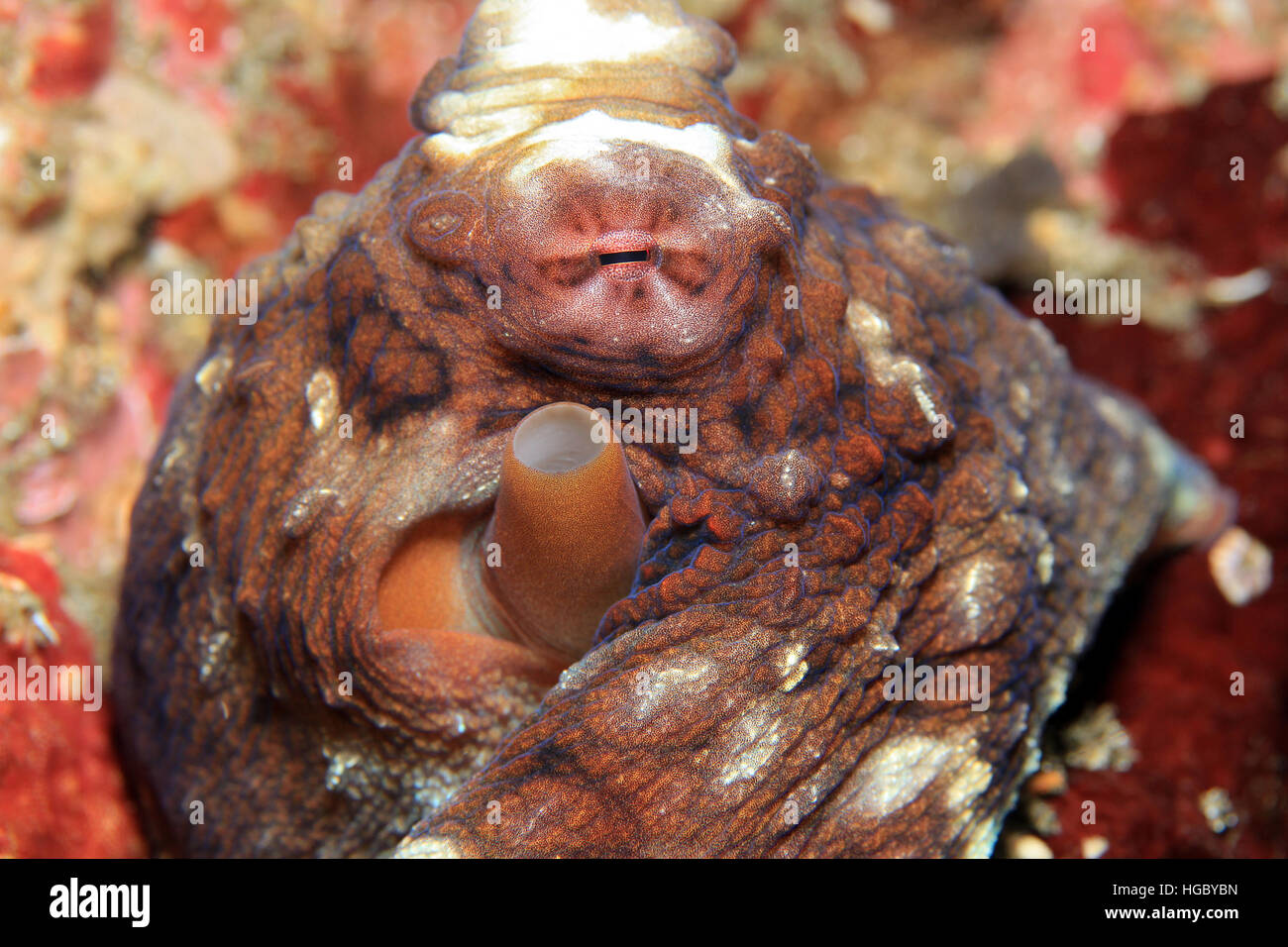 Close-up of a Day Poulpe (Octopus cyanea, alias Big Blue, Octopus Octopus Cyanes). Padang Bai, Bali, Indonésie Banque D'Images