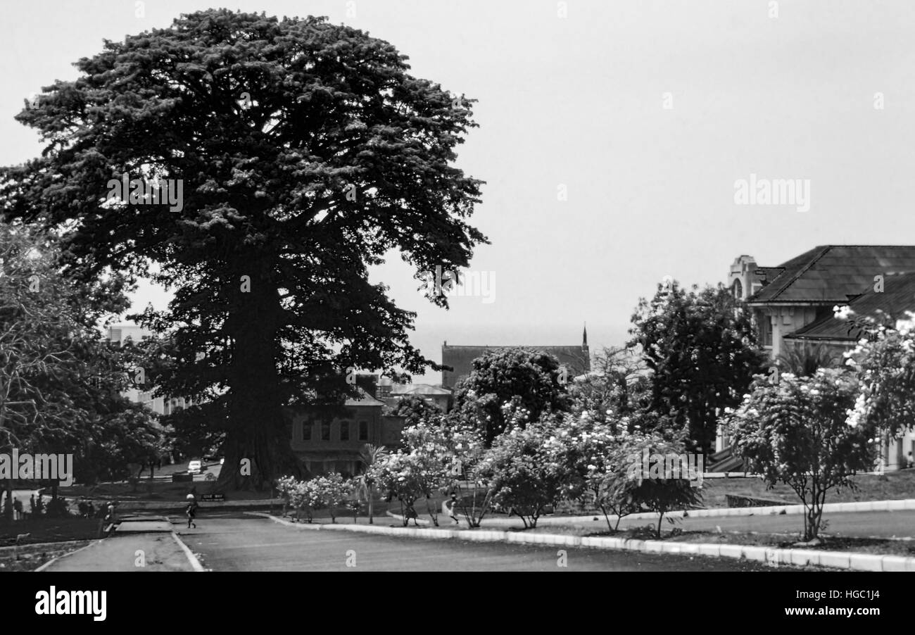 L'imposant et célèbre Cotton Tree, l'Avenue de l'indépendance, Freetown, Sierra Leone, 1962. Banque D'Images