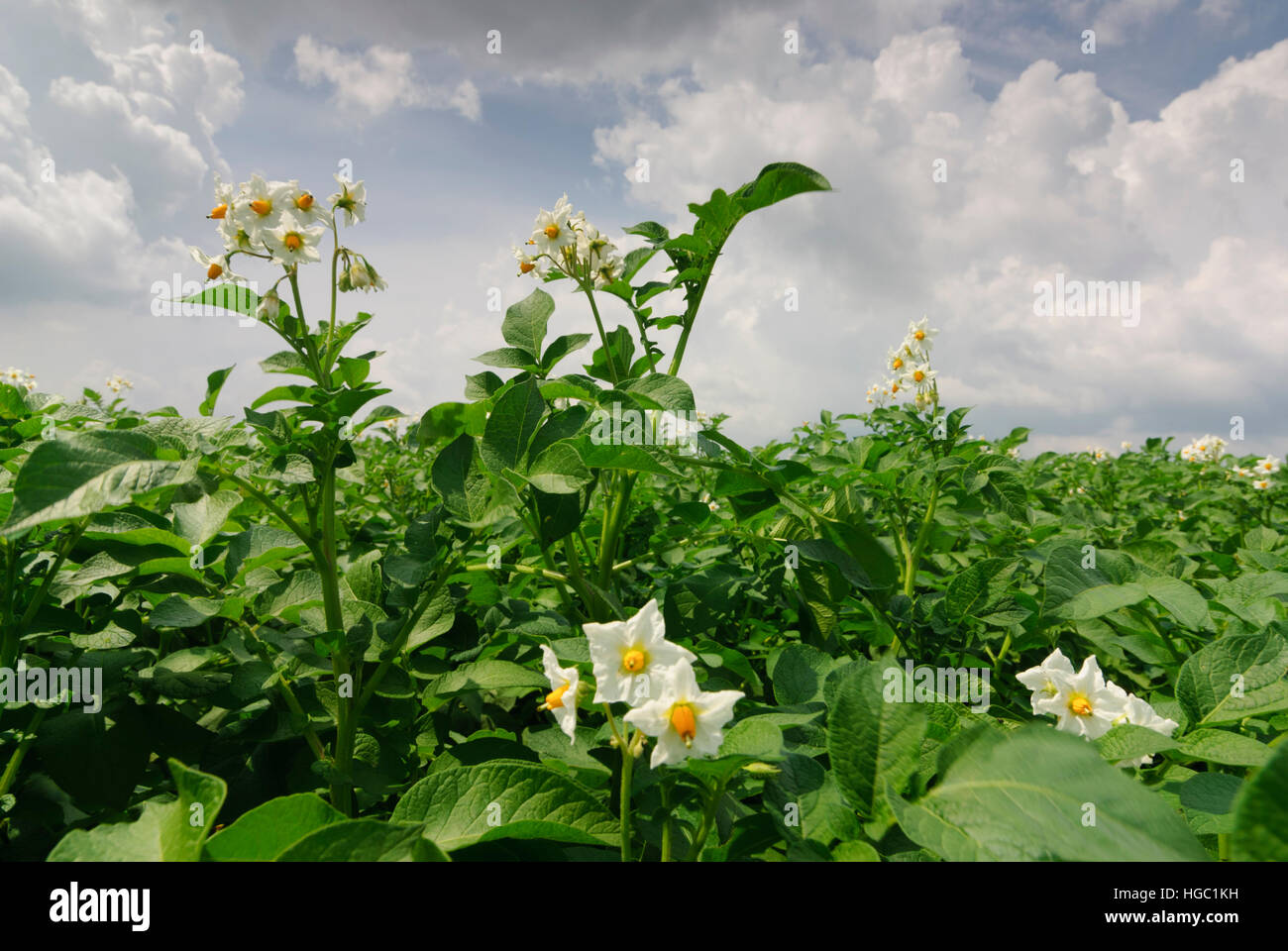 : Champ de pommes de terre (Solanum tuberosum), , Niederösterreich, Autriche, Basse Autriche Banque D'Images