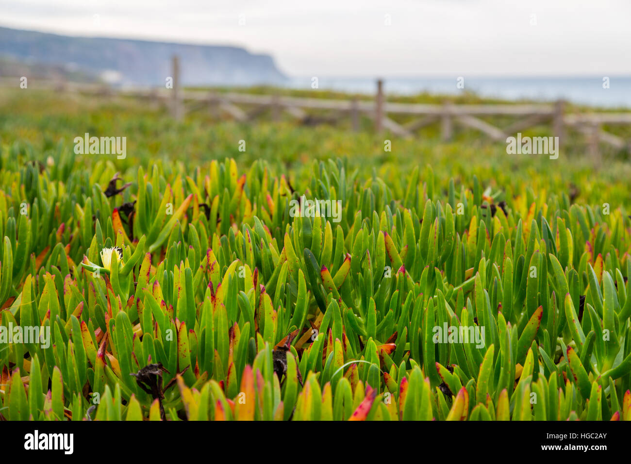 Littoral atlantique paysage avec des pierres, des plantes et des surfs à jour nuageux Banque D'Images