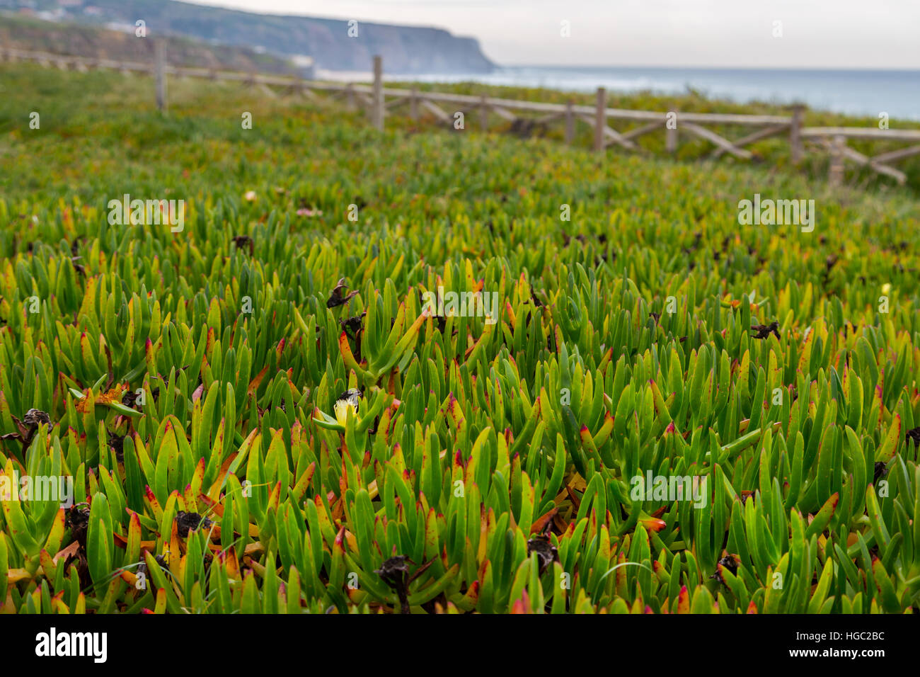 Littoral atlantique paysage avec des pierres, des plantes et des surfs à jour nuageux Banque D'Images
