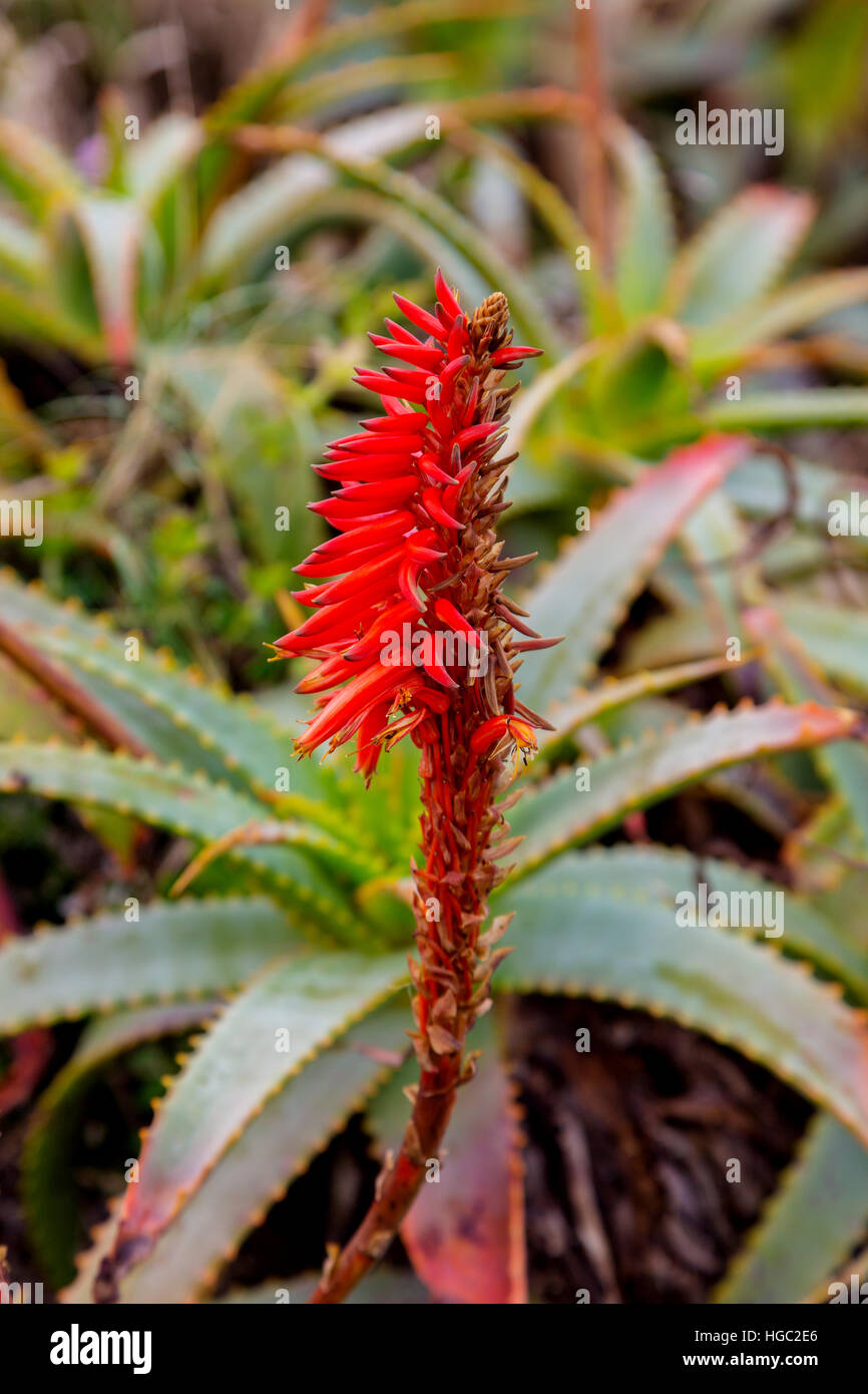 Aloès fleur rouge en vertical Banque D'Images