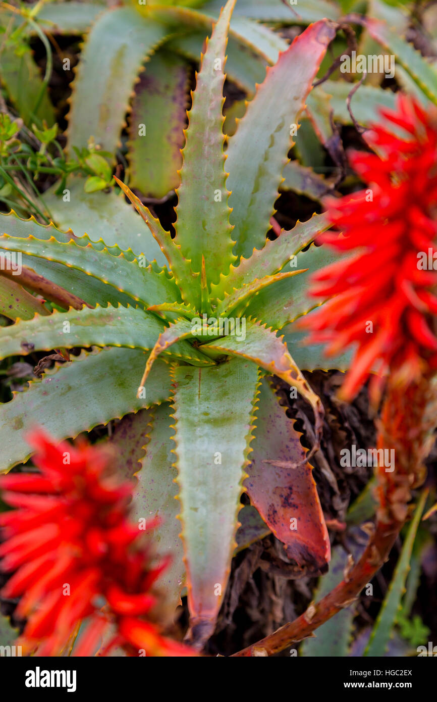 Aloès fleur rouge en vertical Banque D'Images