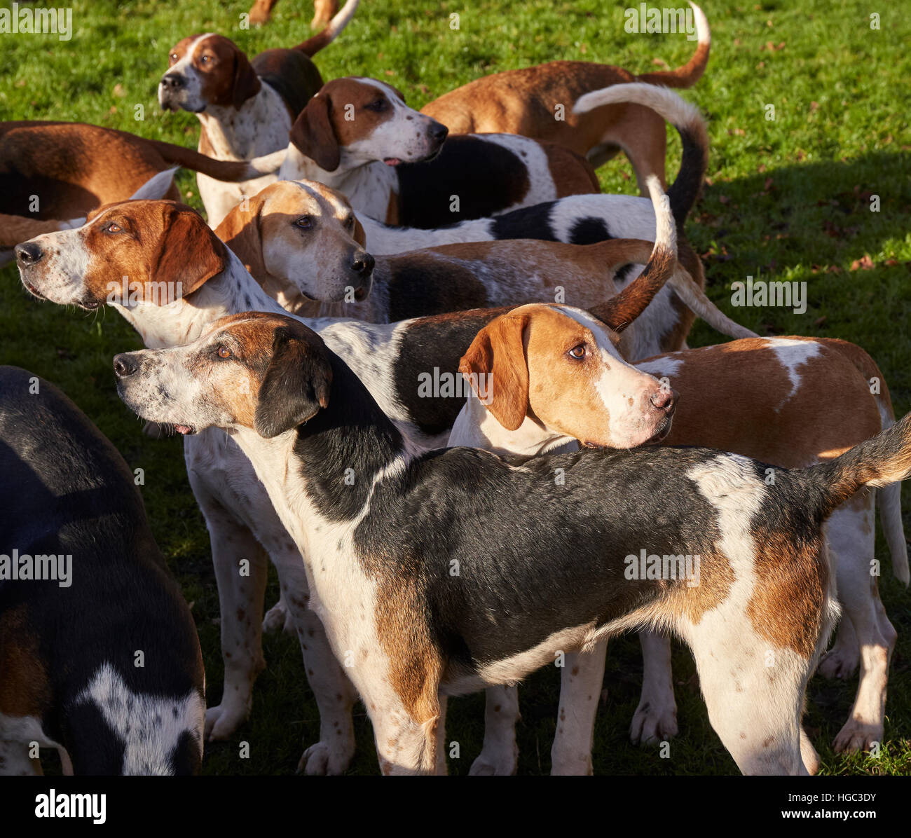 Les chiens de chasse Ludlow sur le Boxing Day Rencontrez Ludlow Shropshire West Midlands England UK Banque D'Images