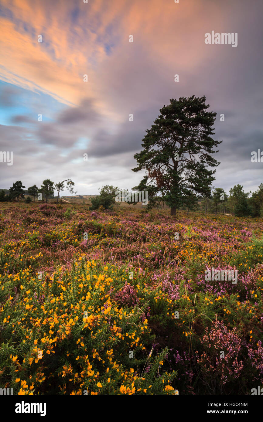 Coucher du soleil à Woodbury Common près de Exmouth Devon dans le sud-est. Banque D'Images