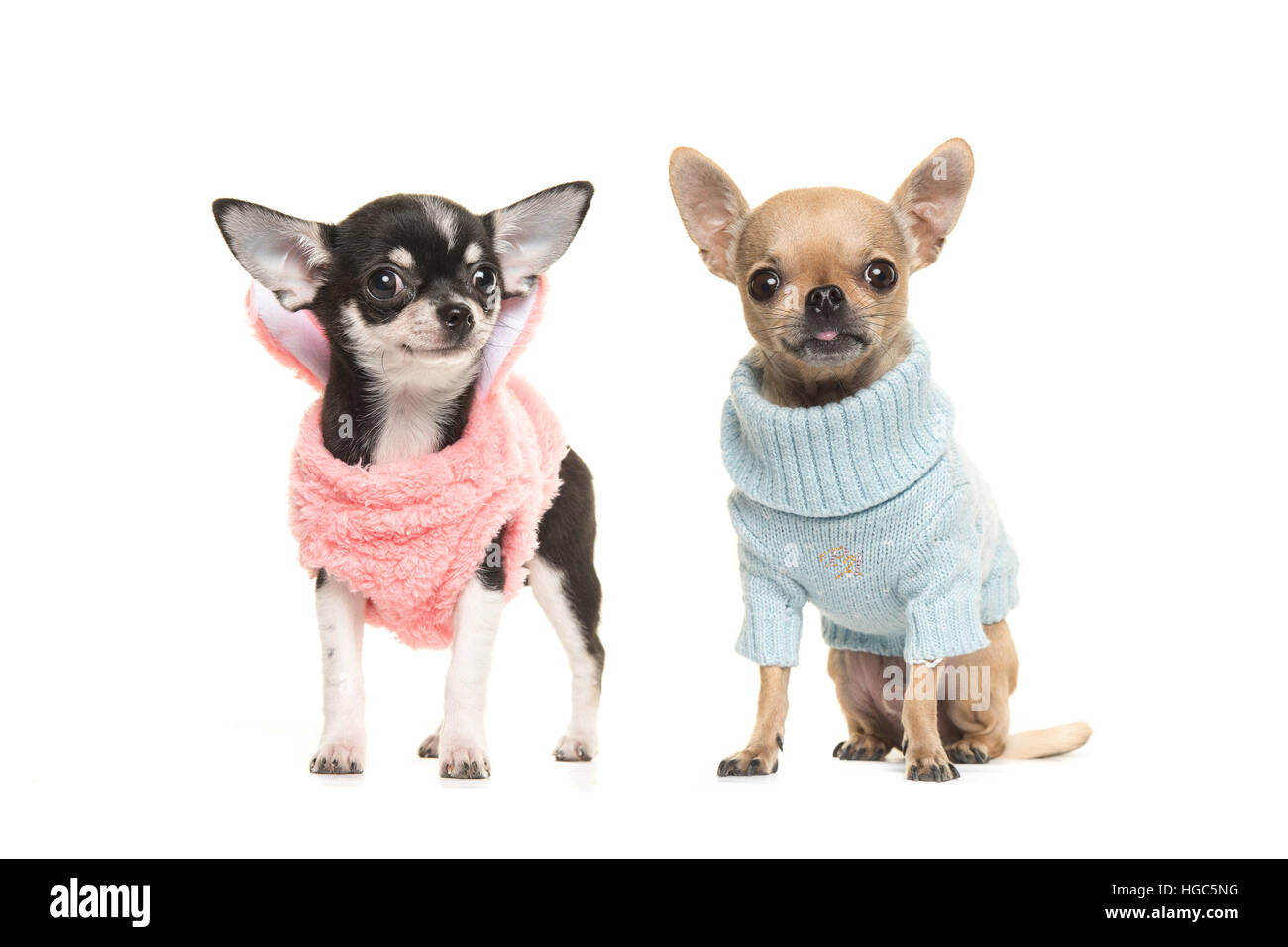 Deux garçon et fille chiens chiot chihuahua portant un chandail rose et portant un pull bleu sur fond blanc Banque D'Images