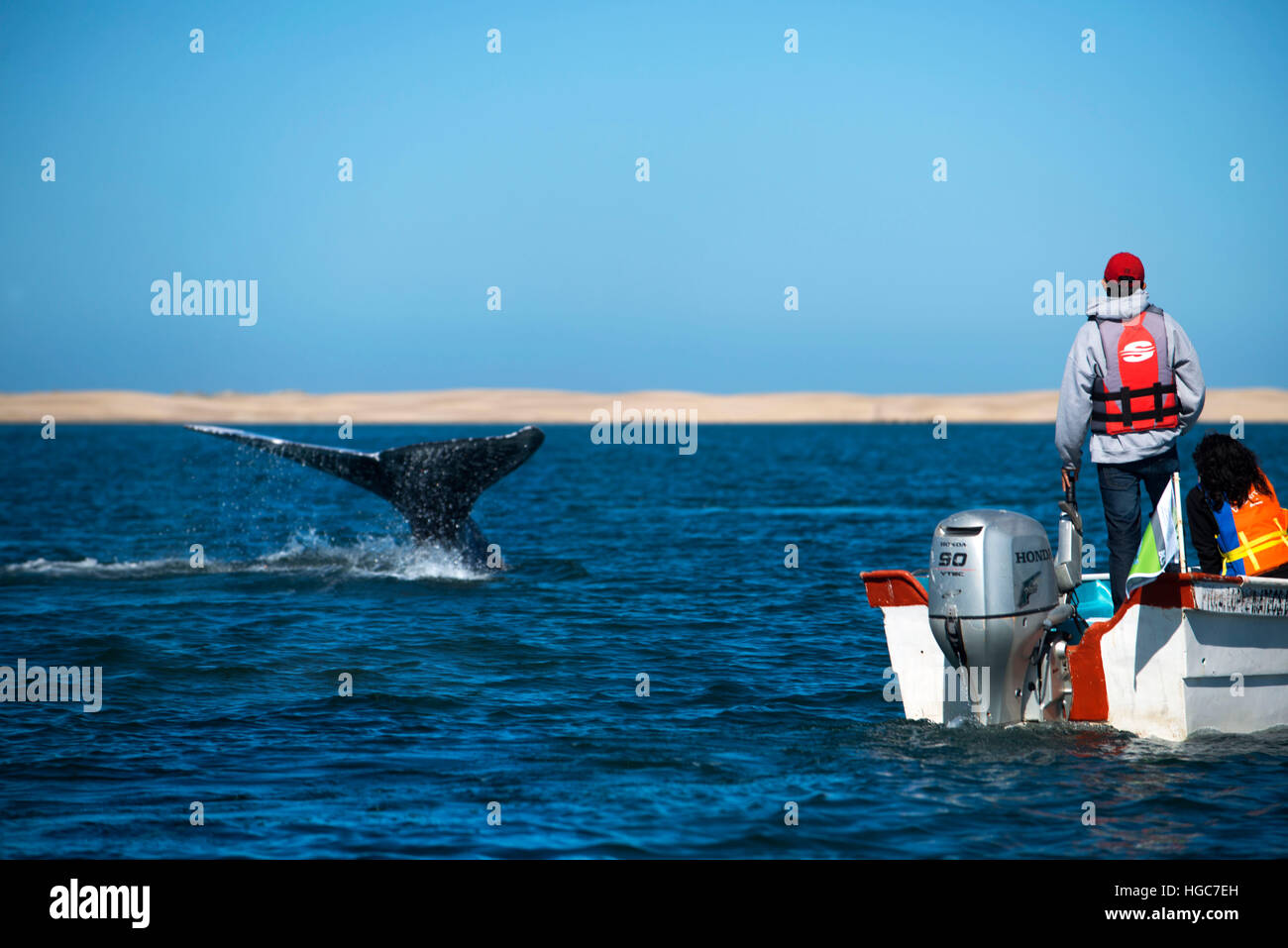 L'observation des baleines grises de l'habitat de reproduction et de mise bas, de Bahia Magdalena en mer de Cortes, Baja California Sur, au Mexique. Banque D'Images