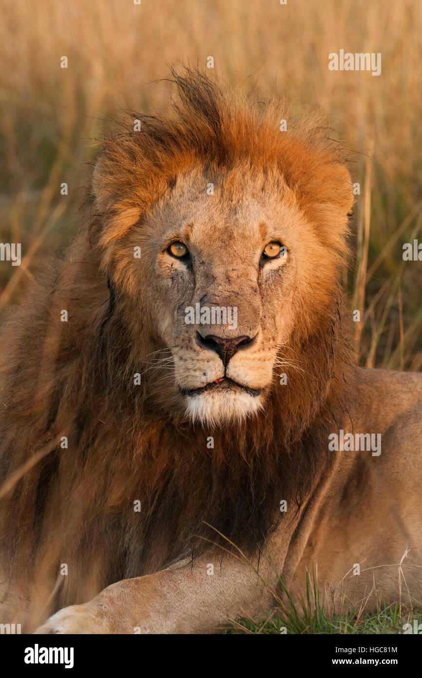 Lion mâle tôt le matin soleil, il vient de se réveiller. Banque D'Images