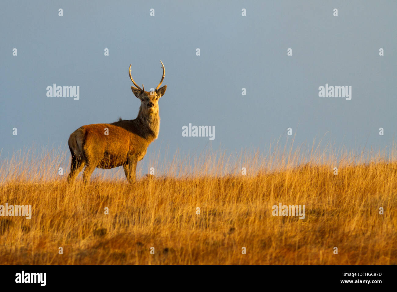 Red Deer Stag at dawn, Isle of Jura - où les gens sont beaucoup moins nombreux. De 30 à 1 par Red Deer. L'Ecosse Banque D'Images