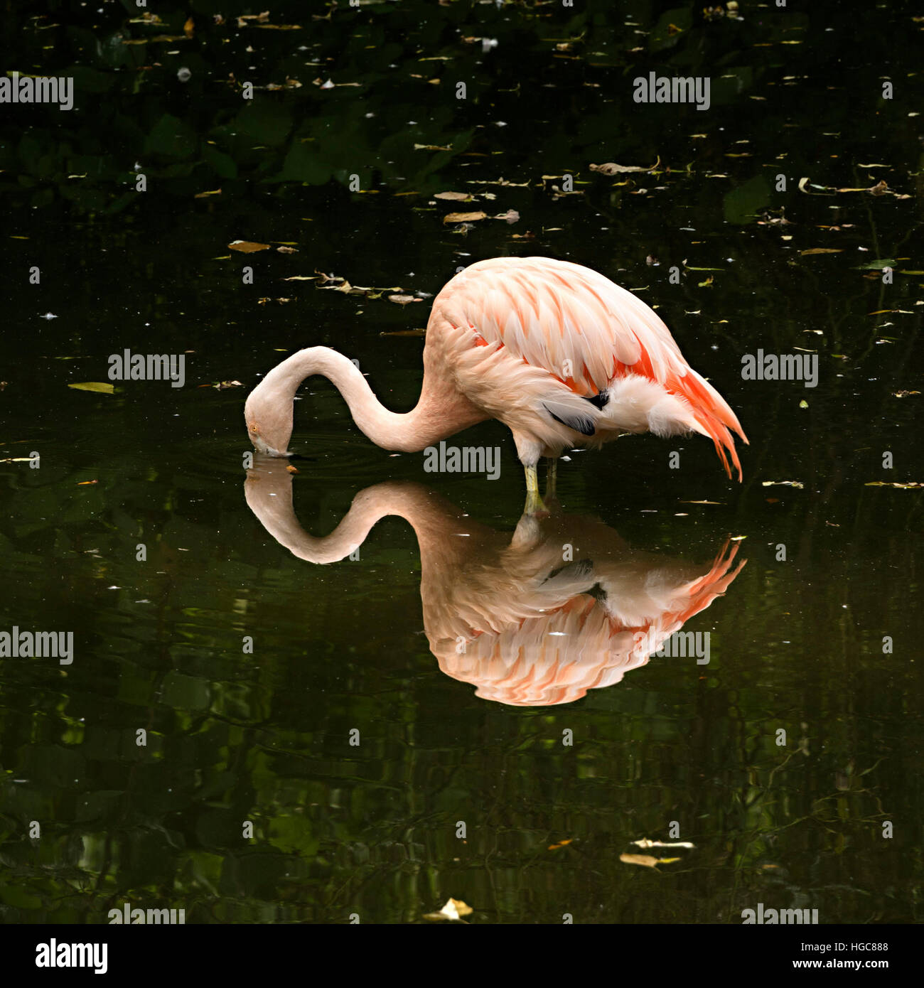 American bird flamingo (Phoenicopterus ruber) dans l'eau avec réflexion, Coton Manor, Northamptonshire, England, UK. Banque D'Images