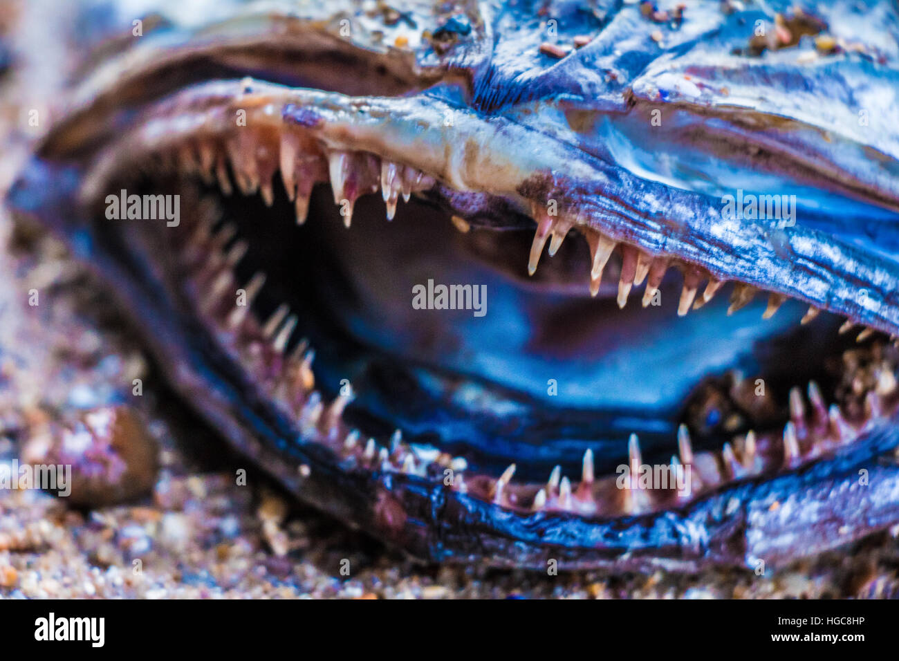 Dents pointues Banque D'Images