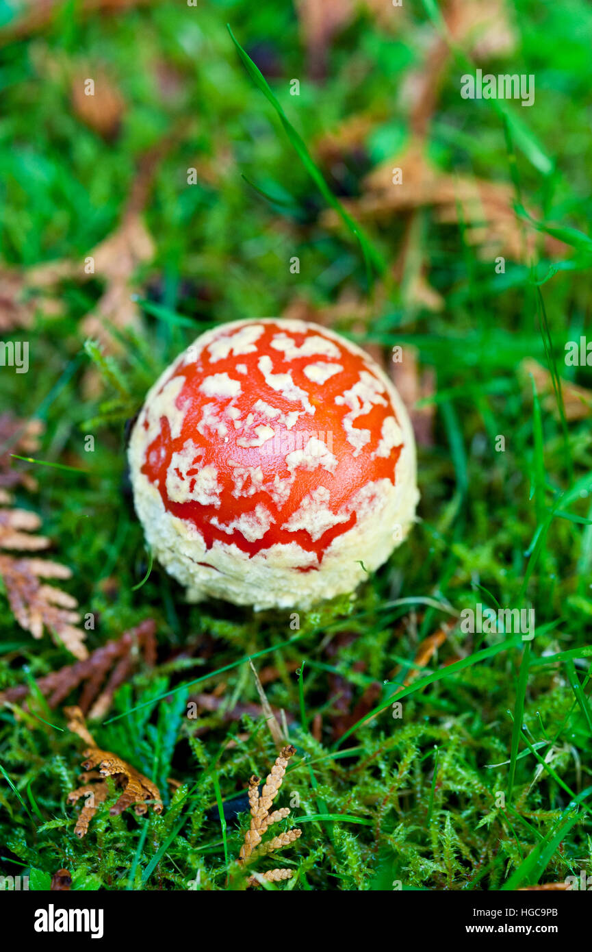 Un rouge et blanc repéré Amanita muscaria ou voler des champignons toxiques agaric hallucinogène psychotrope, un champignon poussant sur l'herbe Banque D'Images