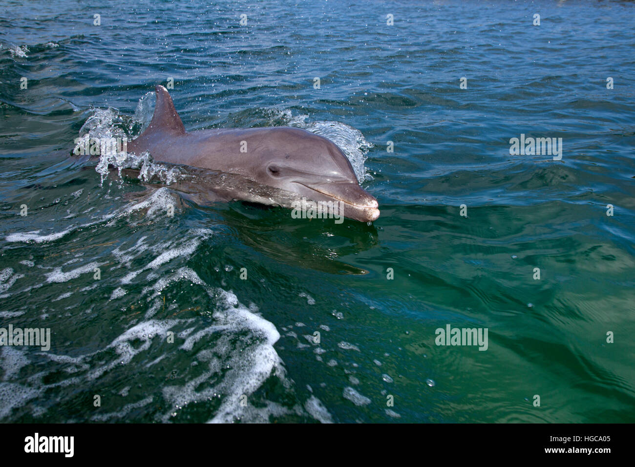 Grand dauphin Tursiops truncatus Bay Islands Honduras dans les Caraïbes Banque D'Images