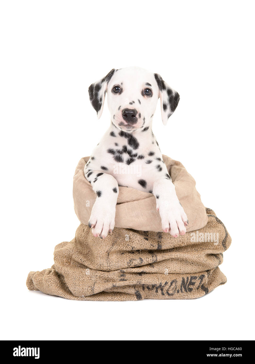 Noir et blanc mignon chiot dalmatien chien assis dans un sac de jute face caméra isolé sur fond blanc Banque D'Images