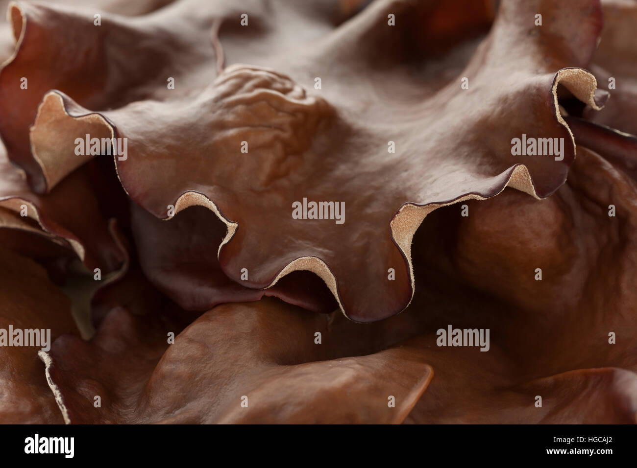 Champignons oreille juifs close up full frame Banque D'Images