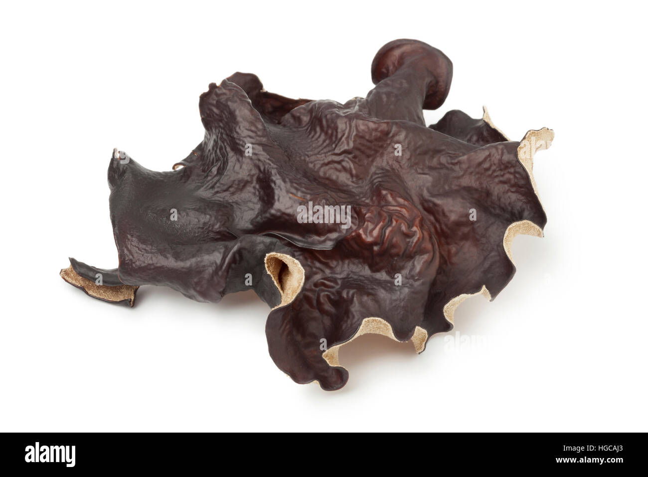 Seul les juifs séchés champignons oreille sur fond blanc Banque D'Images