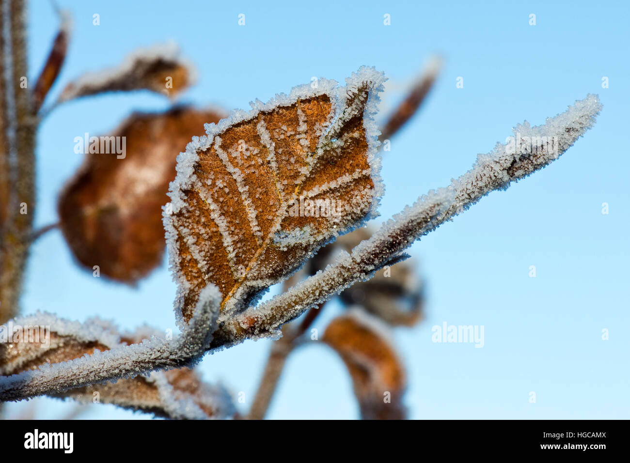Gel dur sur golden brown feuilles de hêtre contre un ciel bleu sur un froid matin d'hiver en Décembre Banque D'Images