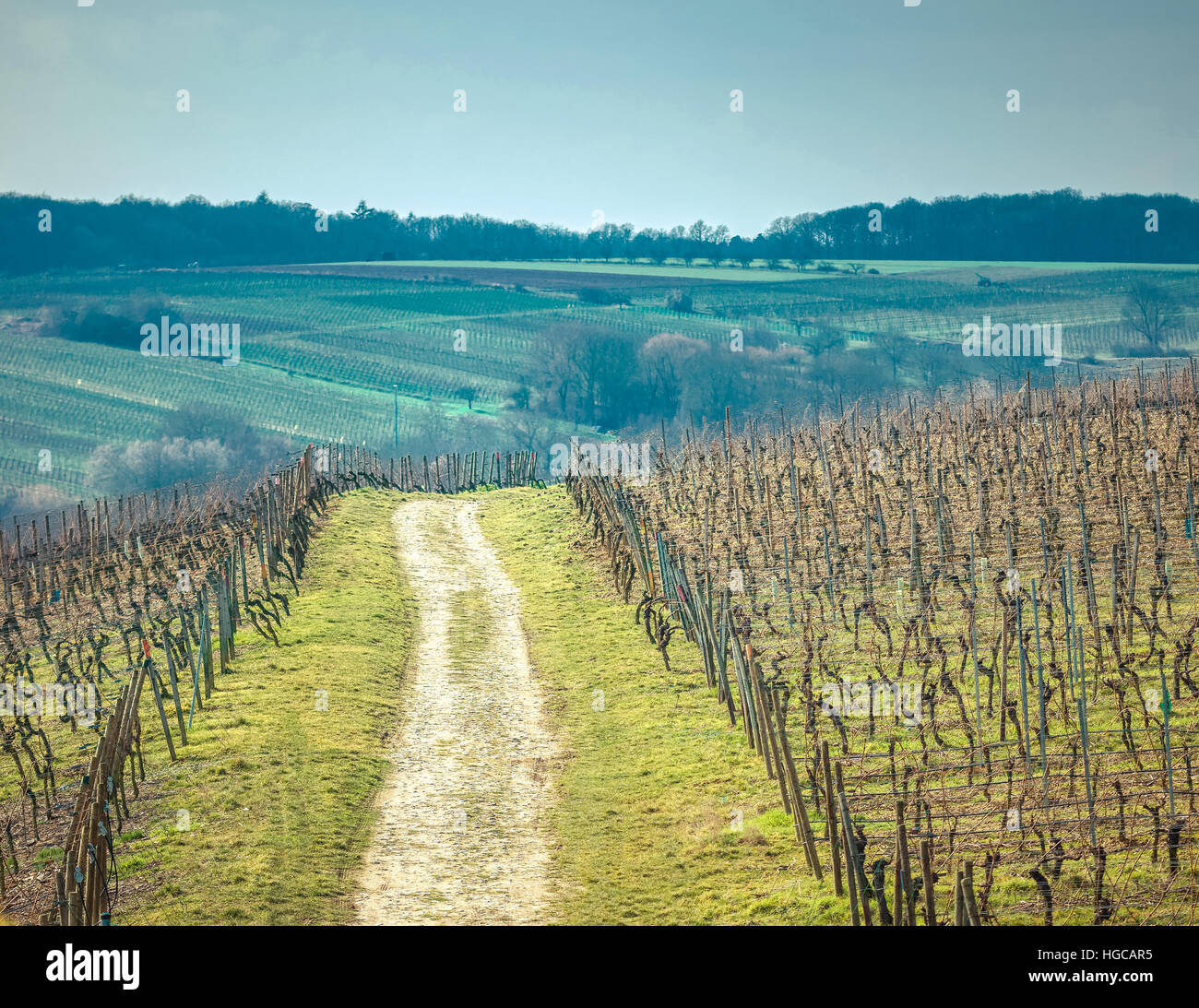 Vue sur le vignoble allemand Banque D'Images