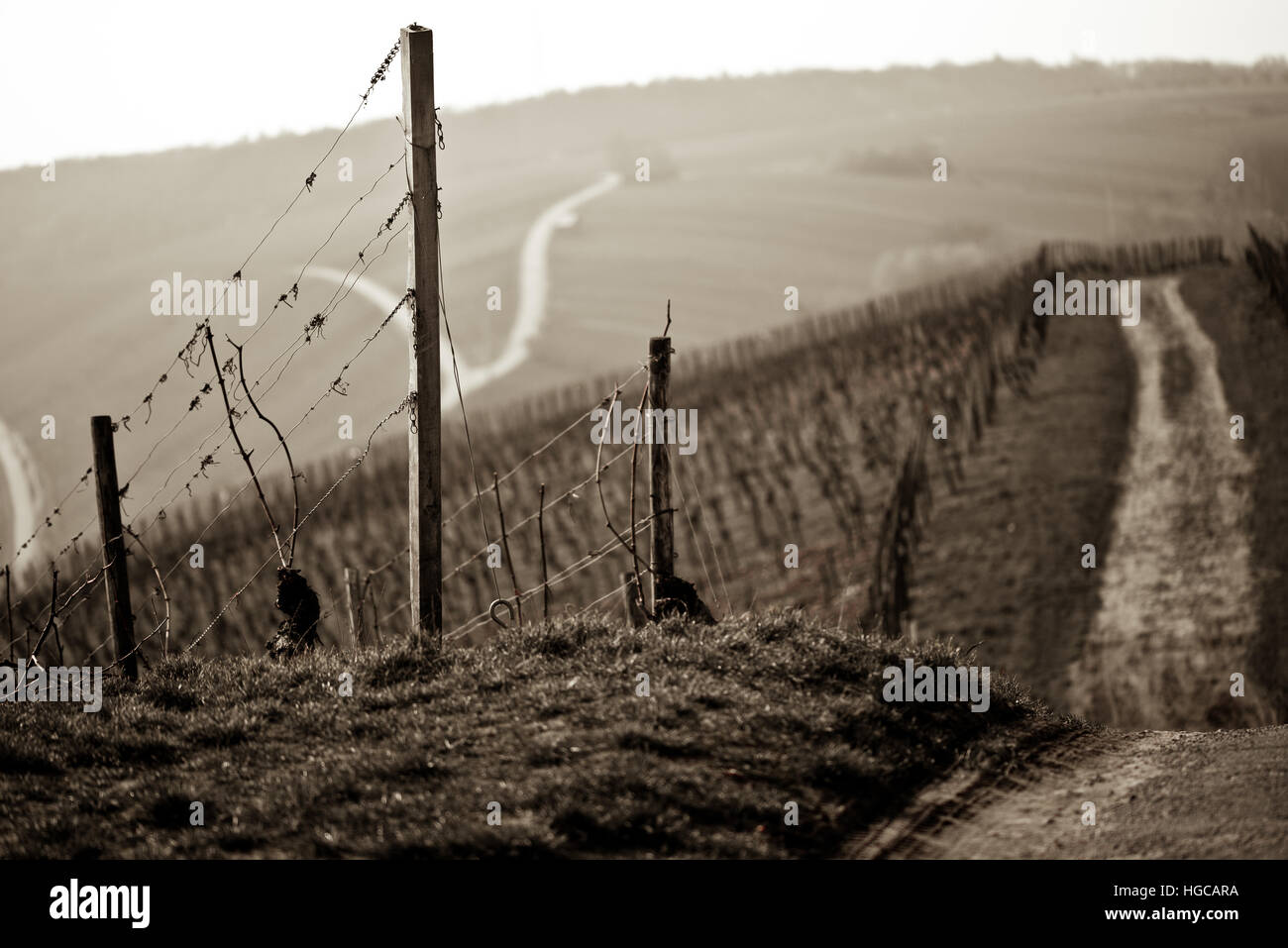 Vue du vignoble Banque D'Images