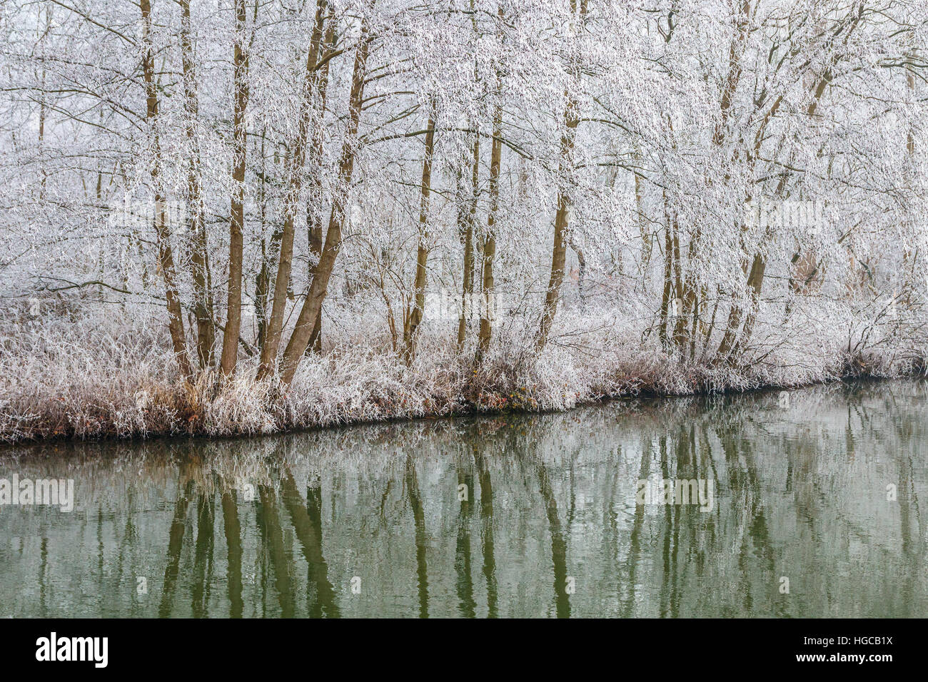 Arbres et arbustes de pygargues à tête blanche de givre sur les rives de la rivière Kromme Rijn (de travers) sur le Rhin un jour nuageux en hiver. Les Pays-Bas. Banque D'Images