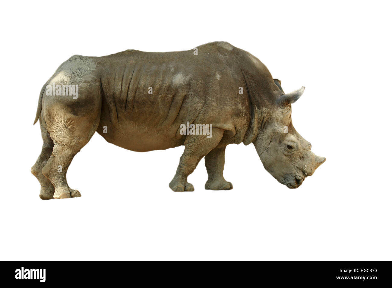 Rhinocéros blanc, Ceratotherium simum. Banque D'Images
