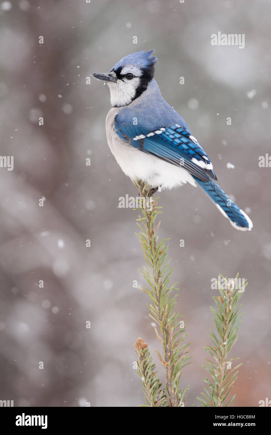 Geai bleu entouré par la neige Banque D'Images